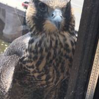 Peregrine falcon takes a brief rest from learning to fly on an Eberhard Center window ledge